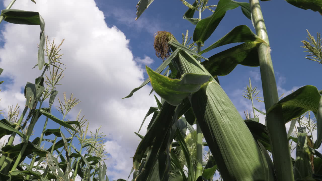 Static shot of corn stalk with a sunny blue sky
