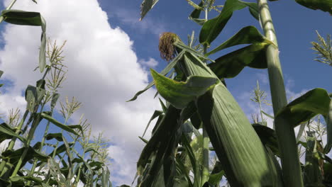 static shot of corn stalk with a sunny blue sky