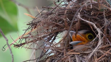 Der-Silberbrust-breitschnabel-Ist-Ein-Berühmter-Vogel-In-Thailand,-Sowohl-Lokal-Als-Auch-International