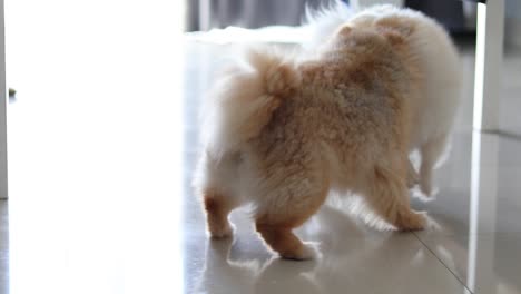 two pomeranian dog playful in home