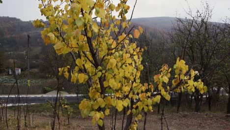 árbol-Inclinado-Hacia-Arriba-Con-Hojas-Amarillas-Este-Otoño