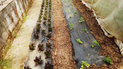 poor man's green house with young tomato plants being grown and care for