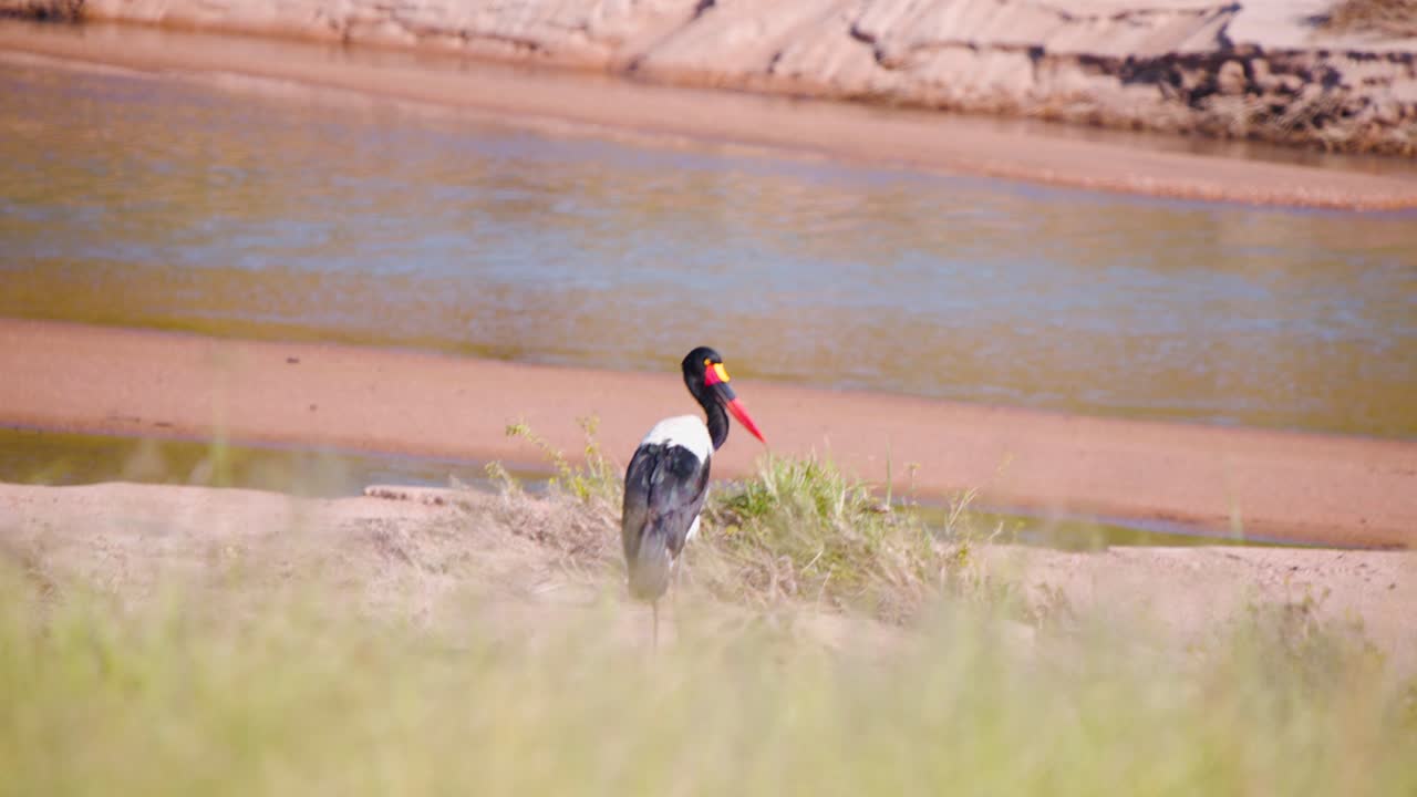 pájaro cigüeña de pico de silla limpiando sus plumas en la orilla fangosa del río