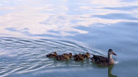 ducks swimming in a pond