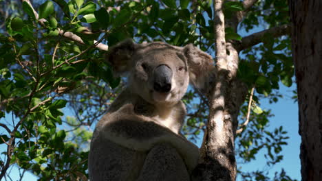 koala bear sitting, eating and sleeping on a tree