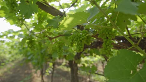 cluster of grapes hanging from trees at vineyard