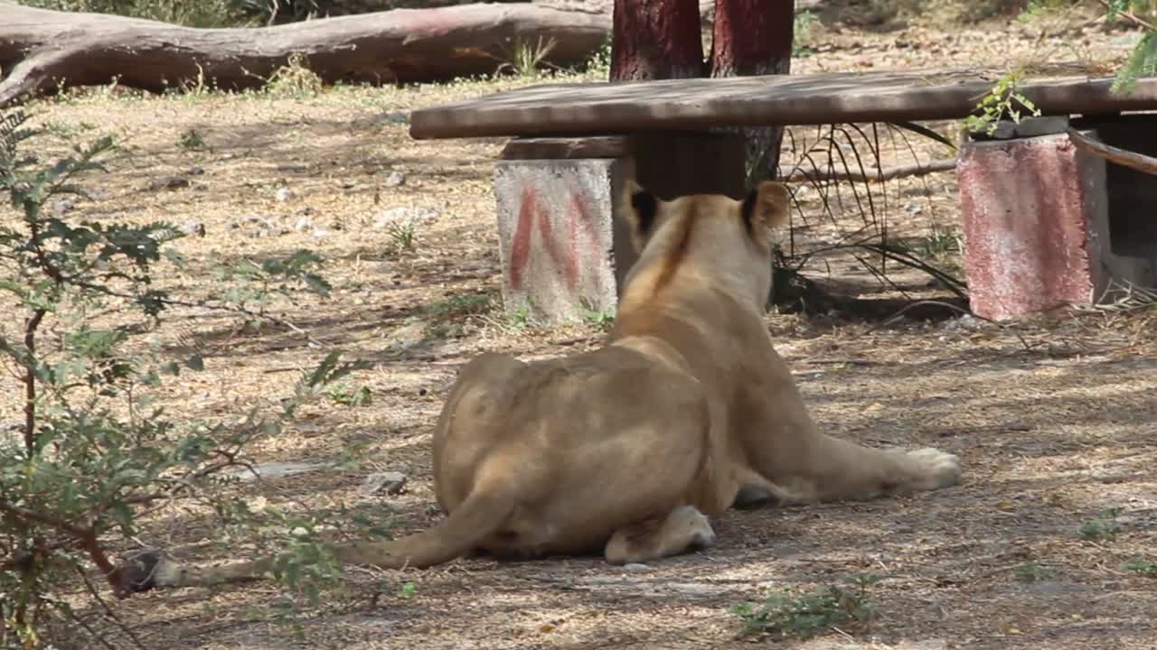 Asiatic lioness sitting in zoo park in Indore India I Open Asiatic lioness in zoo park in India
