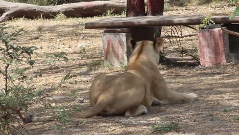 asiatic lioness sitting in zoo park in indore india i open asiatic lioness in zoo park in india