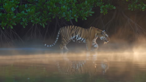 tiger in a mangrove forest