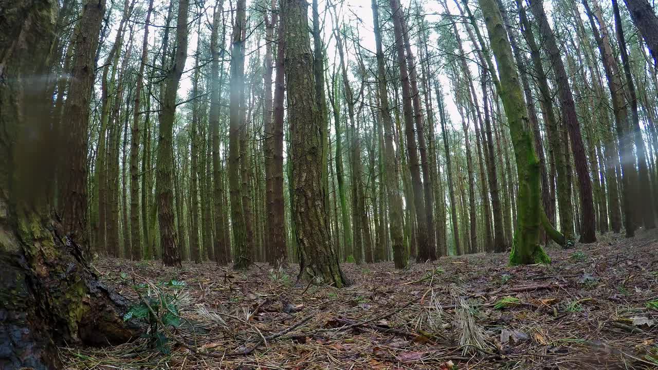 panorámica de lapso de tiempo de un bosque, escena de bosques en un frío, invierno, día de primavera mientras la lluvia cae a través de la línea de árboles, bosques ingleses