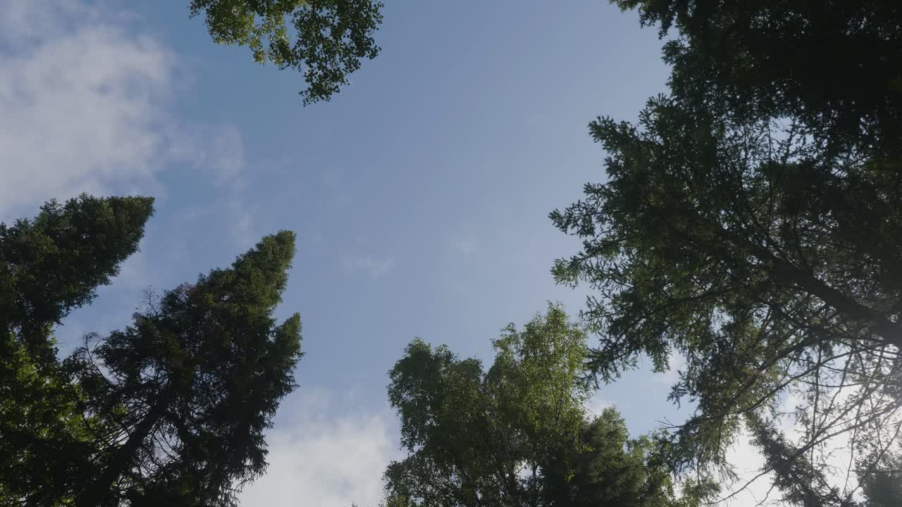 숲의 가노피와 하늘