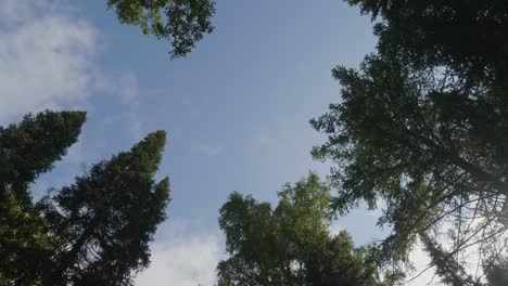 forest canopy and sky