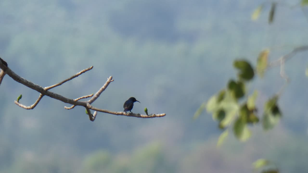 colibrí en el árbol uhd mp4 4k