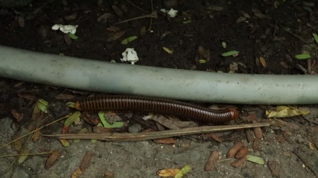 땅 위 를 고 있는 갈색 백발