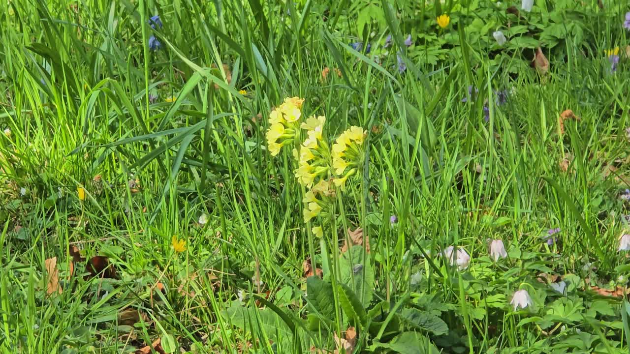 Close-up of a cowslip growing on lush green meadow, heralding the arrival of spring in springime.