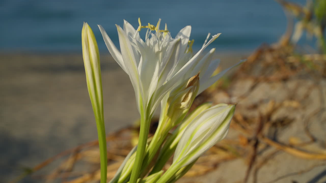 Close-up of a sea daffodil undulating in the wind, Pancratium maritimum with a golden sandy beach and a blurred sea moving in the background