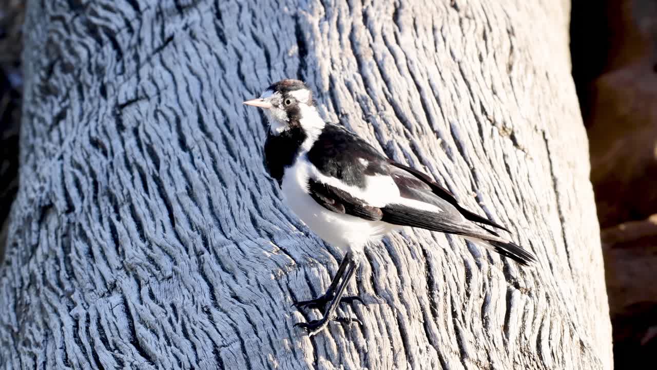 A black and white bird perches and moves on a textured, grooved surface in natural light.