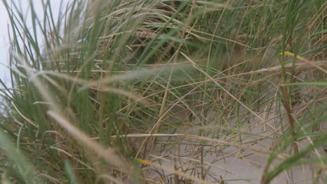 wind-swept dune grass swaying in a coastal breeze