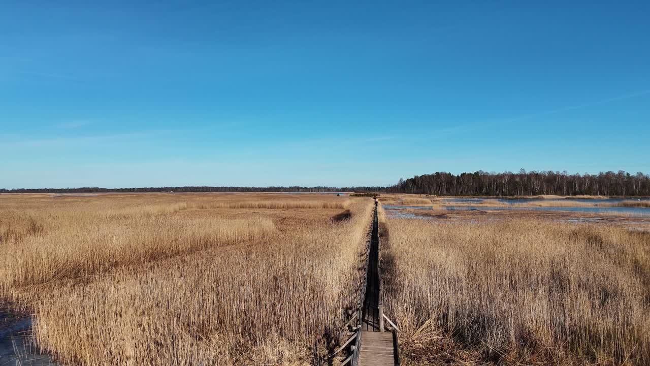 sendero de tablas de madera a través del lago kaniera cañas disparo aéreo de primavera lapmezciems, letonia
