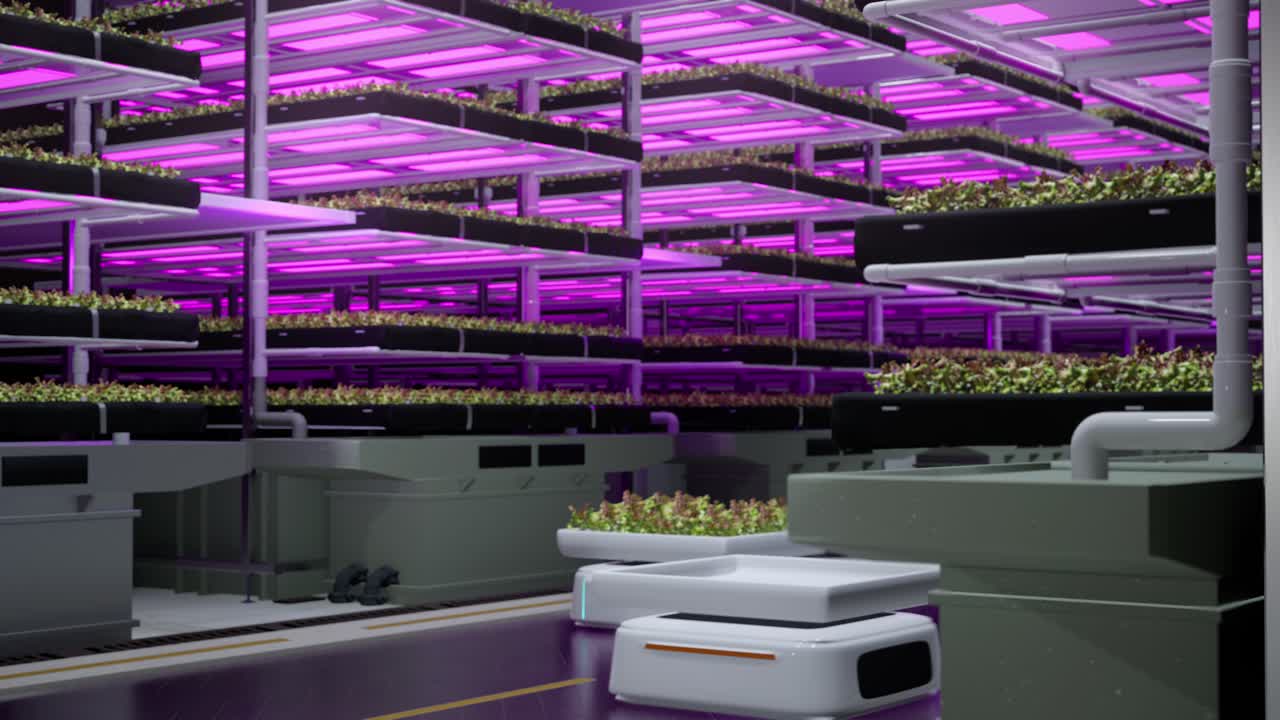 Autonomous Robots Transporting Green Leafy Organic Vegetables At Vertical Farm. Automated Warehouse With Hydroponics System