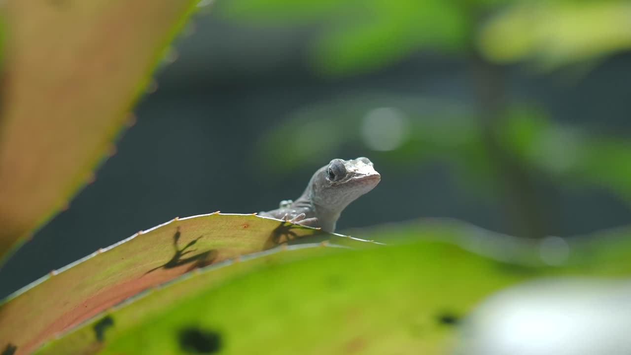 Anole Lizard on a Leaf