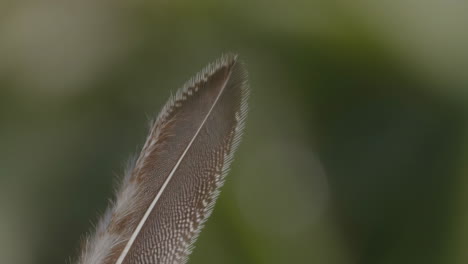 close-up of a feather