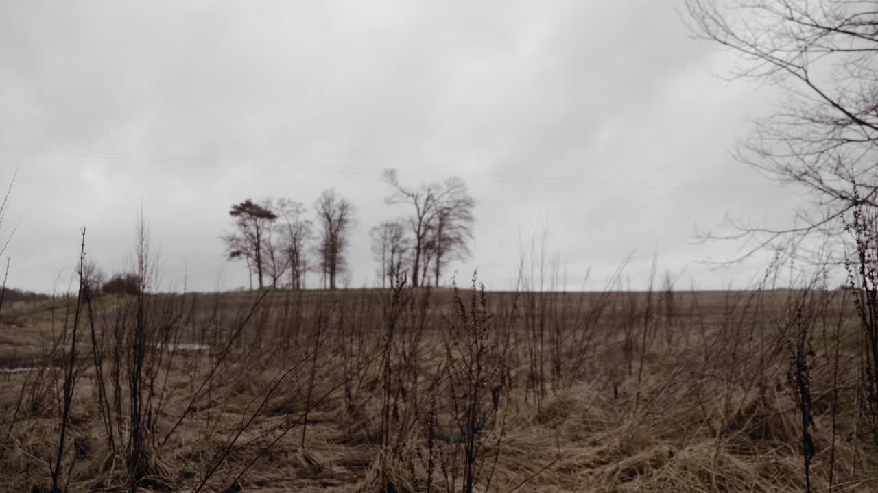 Trees in background behind overgrown wild field on winter day, graded still shot