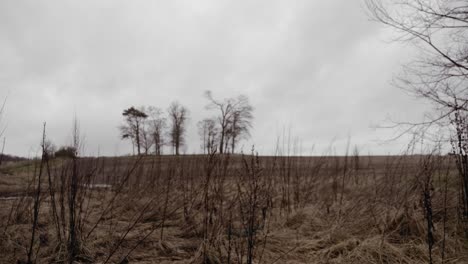 trees in background behind overgrown wild field on winter day, graded still shot