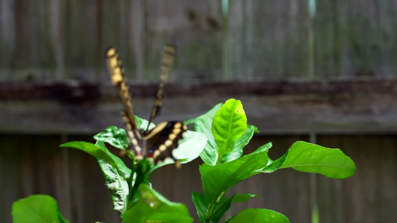 레몬 나무 근처를 날아다니는 나비의 슬로우 모션