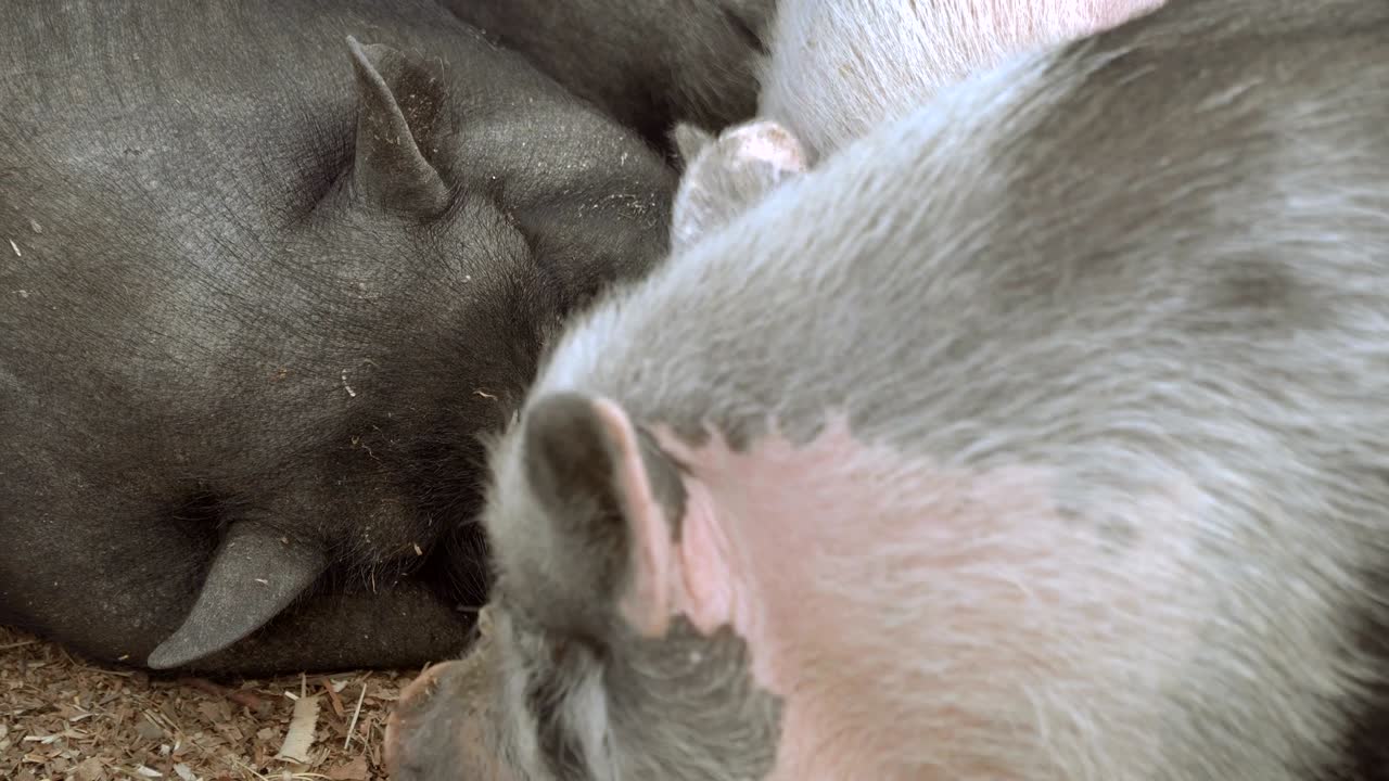 돼지는 잠을 자고 있다.