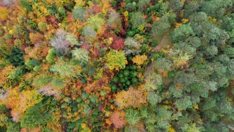 Vista-Aérea-Sobre-El-Bosque-En-Otoño