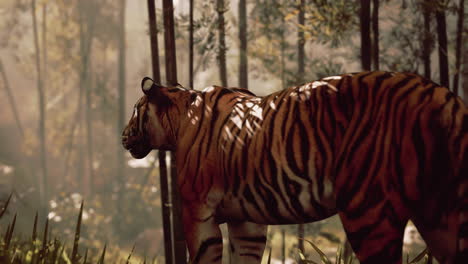 majestic tiger in a bamboo forest