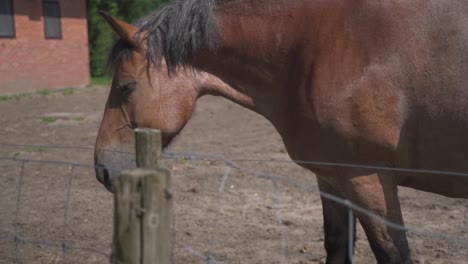 caballo marrón en un campo