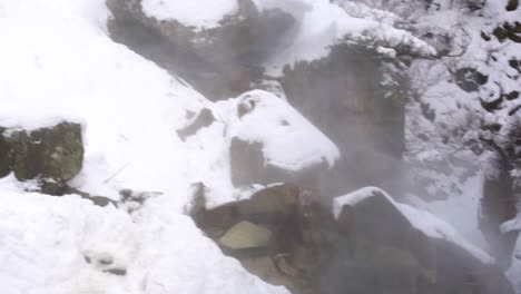 snow monkeys fighting while monkey watch from hot springs