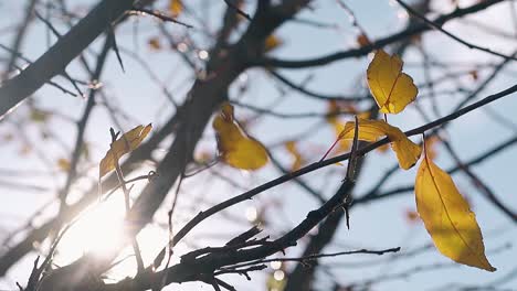 tree branches with golden leaves swing in wind against sun