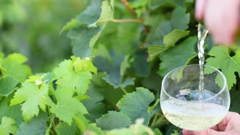 wine being poured into a glass in vineyard