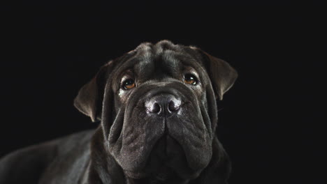 studio portrait of sharpei puppy against black background