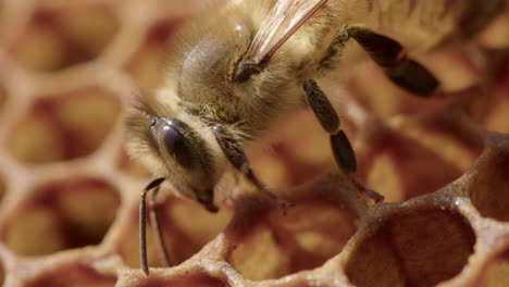 vertical - worker bee peeks inside a honeycomb of a beehive, detail shot