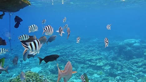 Amazing-Blue-Sea-Surface-And-Coral-Reef-Habitat---underwater-shot