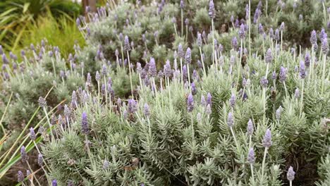 lavender bushes swaying gently in the breeze