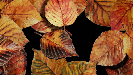 vibrant autumn leaves background