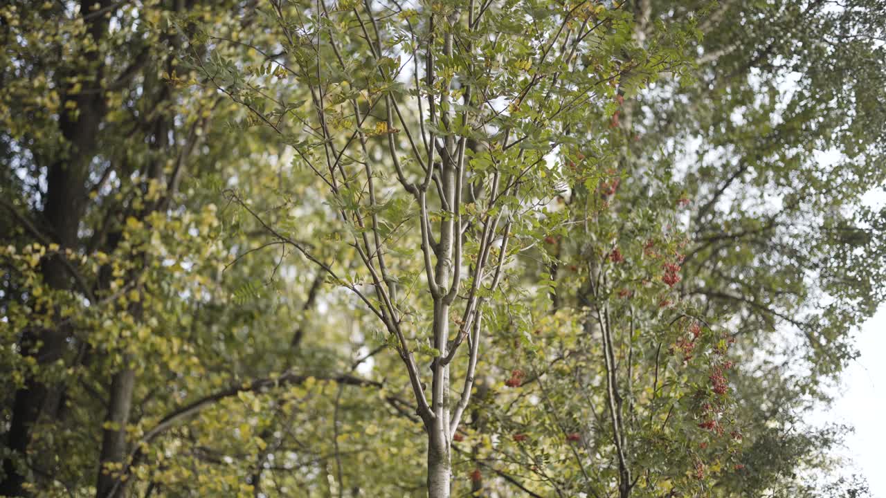 árboles forestales en otoño