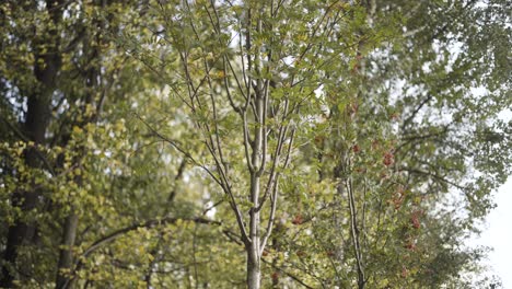forest trees in autumn