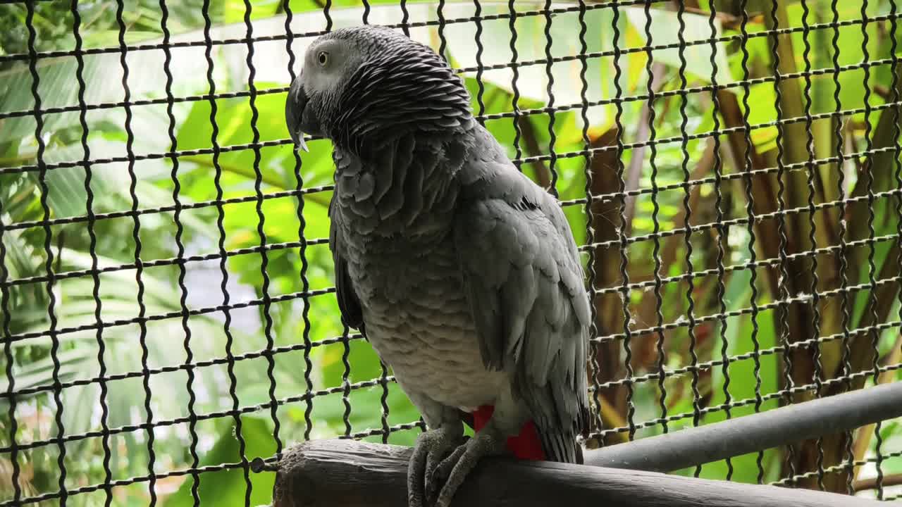 loro gris en una jaula