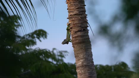 pequeña iguana verde juvenil sentada en un tronco de palmera boca abajo y girándola de lado a lado