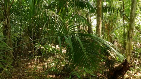 Palm-Shaped-Leaves,-Shrub-in-Tropical-Rain-Forest,-Wild-Jungle-Concept,-Dolly,-Forward