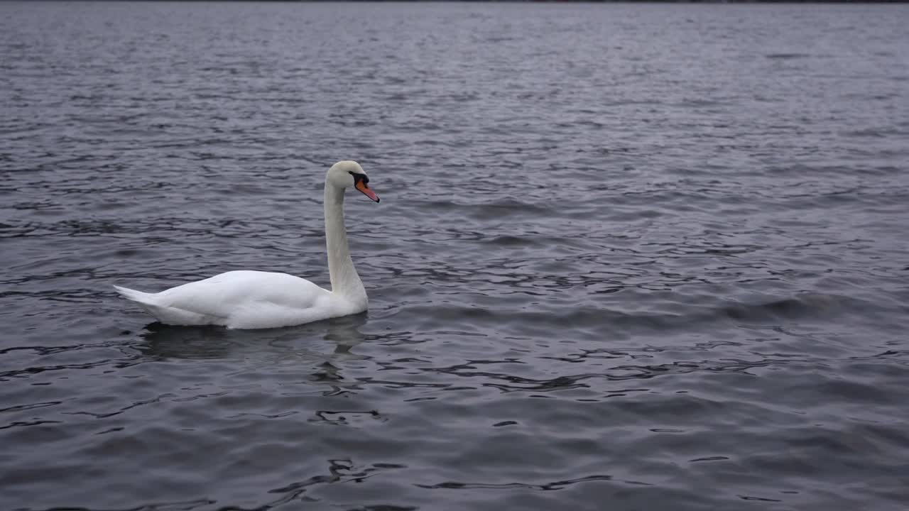 un cisne mudo bebiendo agua de mar mientras nadaba en el marco desde la izquierda y dos cisnes más entrando desde la derecha - cisnes salvajes en el remoto fiordo noruego durante el invierno - estático