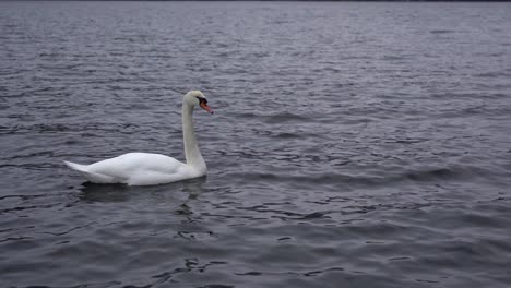 Ein-Höckerschwan,-Der-Meerwasser-Trinkt,-Während-Er-Von-Links-Ins-Bild-Schwimmt,-Und-Zwei-Weitere-Schwäne,-Die-Von-Rechts-Hereinkommen---Wilde-Schwäne-Im-Abgelegenen-Norwegischen-Fjord-Im-Winter---Statisch