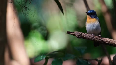 chirping facing to the left while lifting its left foot, indochinese blue flycatcher cyornis sumatrensis, male, thailand