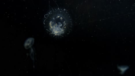 explore the serene beauty of a jellyfish gracefully drifting through dark ocean waters.